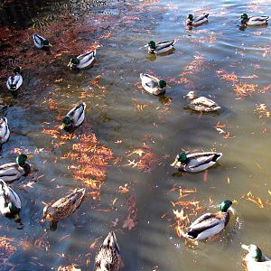 Waterbird Ponds-Wild Mallards