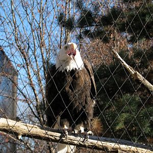 Black Bear Woods-Bald Eagle