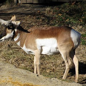 Black Bear Woods-Pronghorn