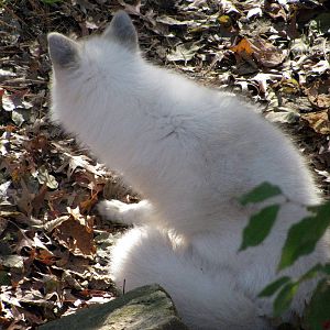 Black Bear Woods-Arctic Fox