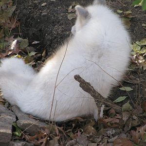 Black Bear Woods-Arctic Fox
