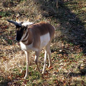 Black Bear Woods-Pronghorn