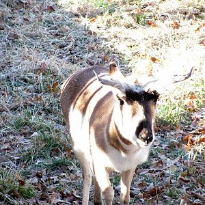 Black Bear Woods-Pronghorn
