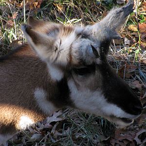 Black Bear Woods-Pronghorn
