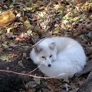 Black Bear Woods-Arctic Fox