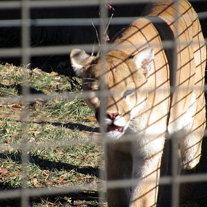 Kansas Carnivores-Mountain Lion