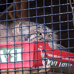 Pallas Cat