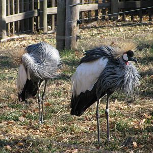 Animals and Man-Gray Crowned Crane
