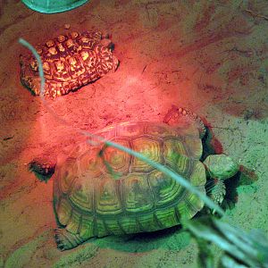 Discovering Apes-Leopard and African Spurred Tortoise