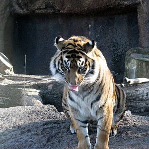 Jungle Cats-Sumatran Tiger