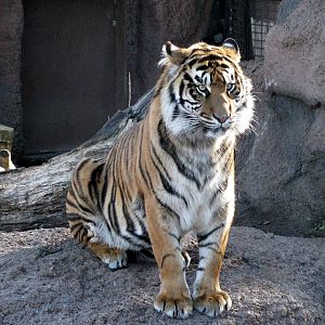 Jungle Cats-Sumatran Tiger