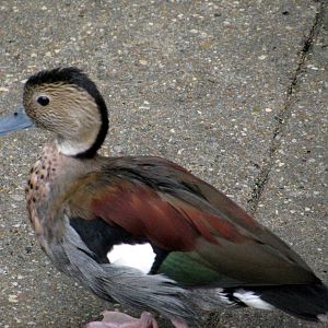Tropical Rainforest-Ringed Teal