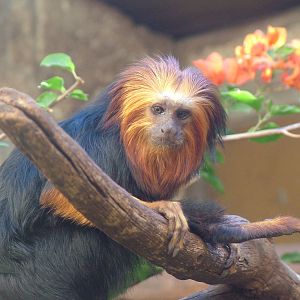 Golden-headed Lion Tamarin at Monkey Park, 09/11/10