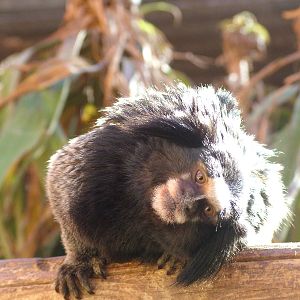 Black-eared Marmoset at Monkey Park, 09/11/10