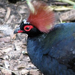 Tropical Rainforest-Crested Wood Partrige