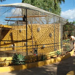DeBrazza's Guenon Exhibit at Monkey Park, 09/11/10