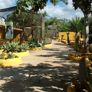 Campbell's Guenon Exhibit at Monkey Park, 09/11/10