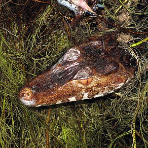 Tropical Rainforest-Dwarf Caiman