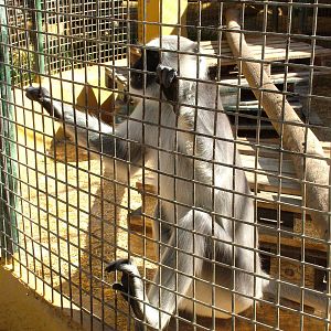 Northern Plains Grey Langur at Monkey Park, 09/11/10
