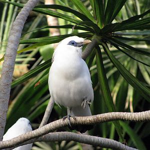 Tropical Rainforest- Bali Mynah