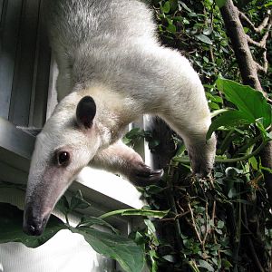 Tropical Rainforest-Tamandua