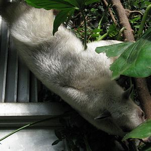 Tropical Rainforest-Tamandua