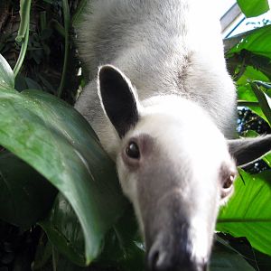 Tropical Rainforest-Tamandua