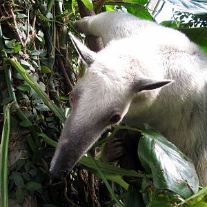 Tropical Rainforest-Tamandua