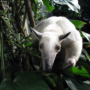 Tropical Rainforest-Tamandua