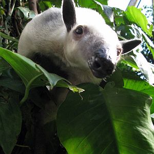 Tropical Rainforest-Tamandua