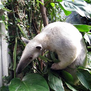 Tropical Rainforest-Tamandua