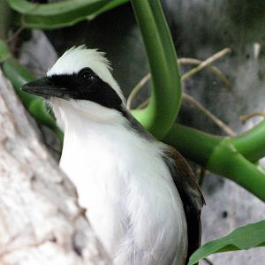 Tropical Rainforest-White-crested Laughing Thrush