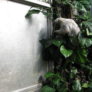 Tropical Rainforest-Tamandua