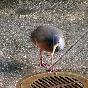 Tropical Rainforest-Gray-necked Wood Rail