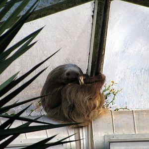 Tropical Rainforest-Two-toed Sloth