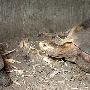 Tropical Rainforest-Red-footed Tortoise