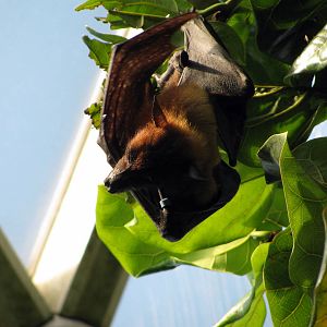Tropical Rainforest-Flying Fox