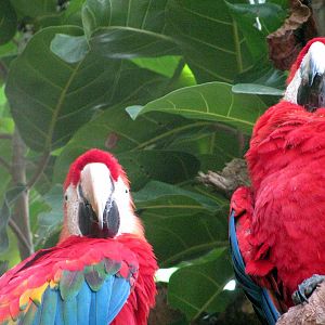 Tropical Rainforest-Scarlet Macaws