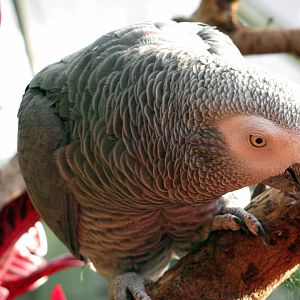 Tropical Rainforest-Gray Parrot