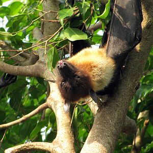 Tropical Rainforest-Flying Fox