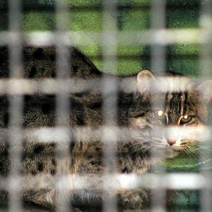 Tropical Rainforest-Fishing Cat