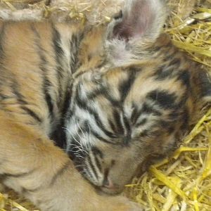 Kadi Female Sumatran Tiger Cub