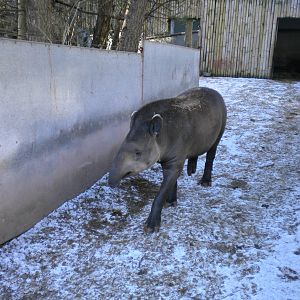 Lowland Tapir.