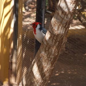 Red-crested Cardinal at Monkey Park, 09/11/10