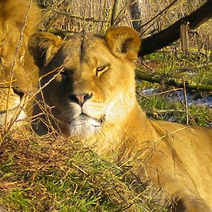 Chevelle African Lionesses.