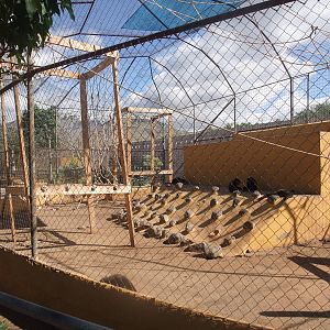 Gibbon Exhibit at Monkey Park, 09/11/10