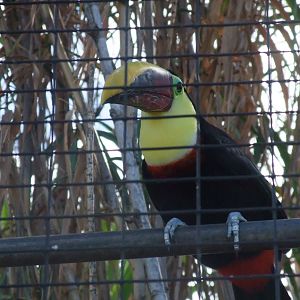 Chestnut-mandibled Toucan at Monkey Park, 09/11/10