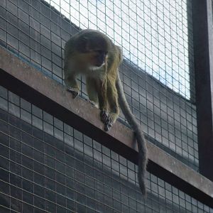 Northern Talapoin at Monkey Park, 09/11/10