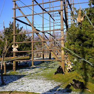 White Handed Gibbon Family.