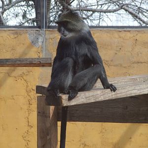 Sykes' Guenon at Monkey Park, 09/11/10